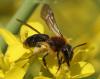 Andrena lagopus